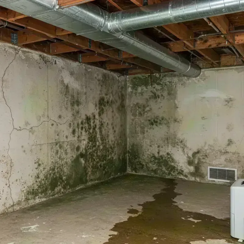 Professional Mold Removal in Mancos, CO